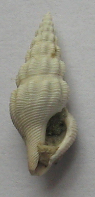gasteropode da determinare 3